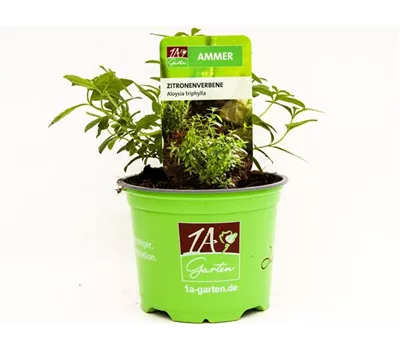 Aloysia triphylla