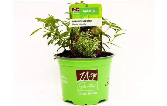 Aloysia triphylla