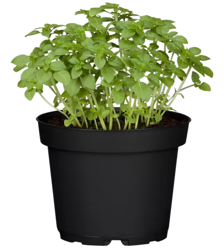 Ocimum basilicum 'Feinblättriges Grünes'