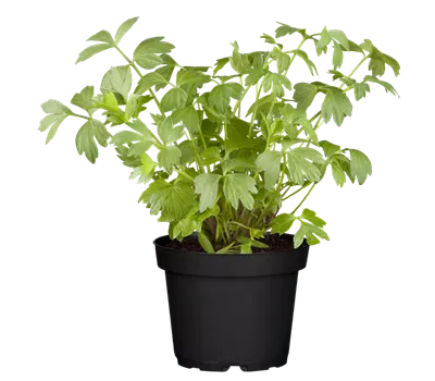 Levisticum officinale