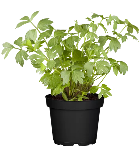 Levisticum officinale