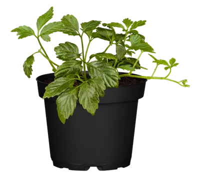 Gynostemma pentaphyllum