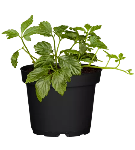 Gynostemma pentaphyllum