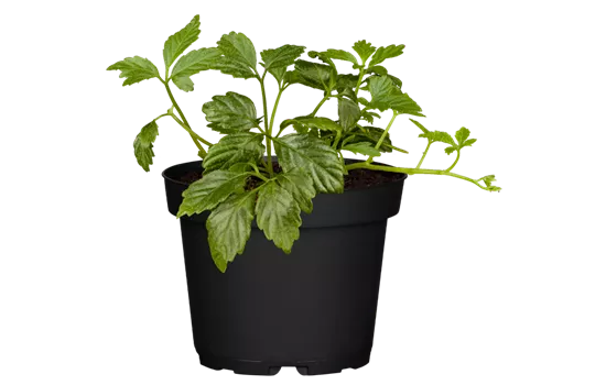 Gynostemma pentaphyllum