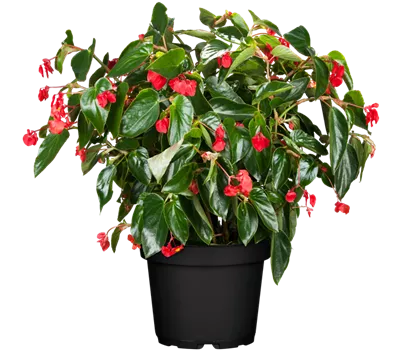 Begonia 'Dragon Wing Red'