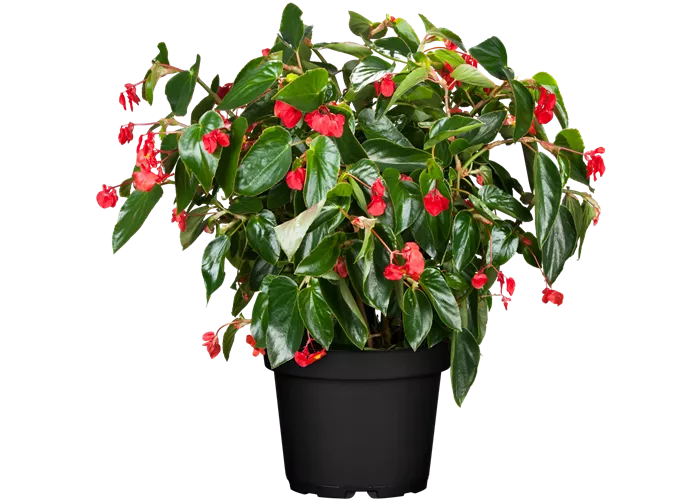 Begonia 'Dragon Wing Red'