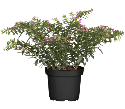 Cuphea hyssopifolia, pink