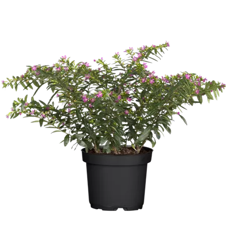Cuphea hyssopifolia, pink