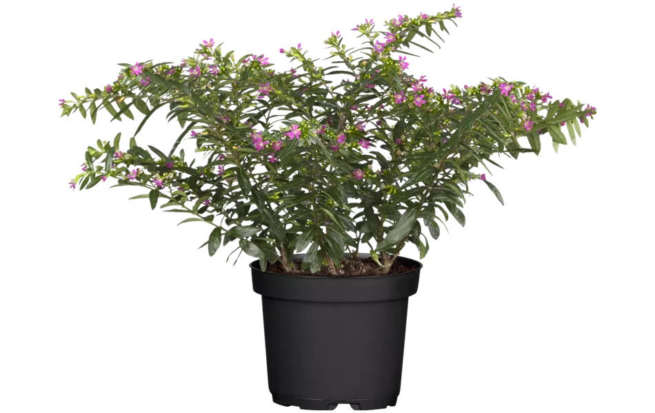 Cuphea hyssopifolia, pink