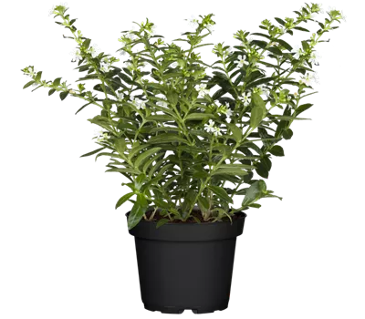 Cuphea hyssopifolia, weiß