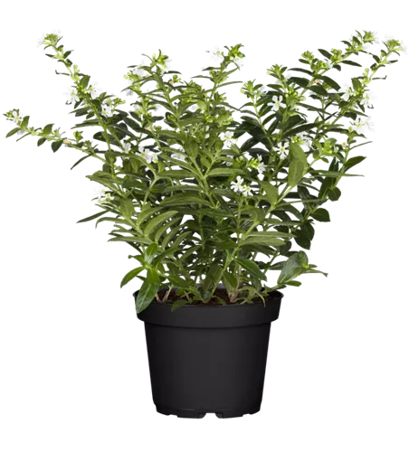 Cuphea hyssopifolia, weiß