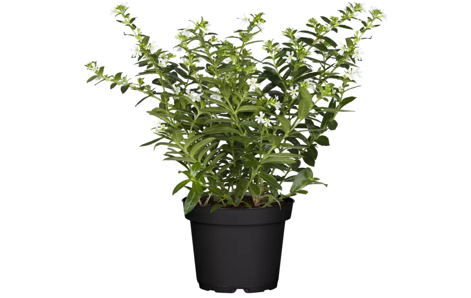 Cuphea hyssopifolia, weiß