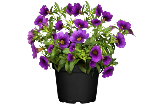 Calibrachoa 'Aloha Kona Midnight Blue'