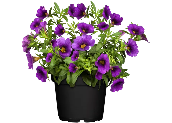 Calibrachoa 'Aloha Kona Midnight Blue'