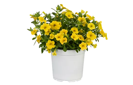 Calibrachoa MiniFamous® Uno 'Yellow'