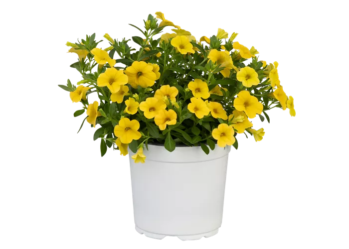 Calibrachoa MiniFamous® Uno 'Yellow'