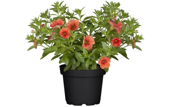 Calibrachoa, orange