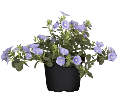 Convolvulus sabatius 'Early Blue'