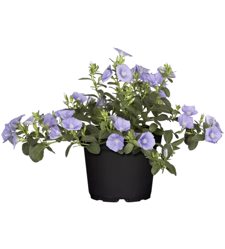 Convolvulus sabatius 'Early Blue'