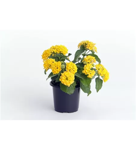 Lantana camara, gelb