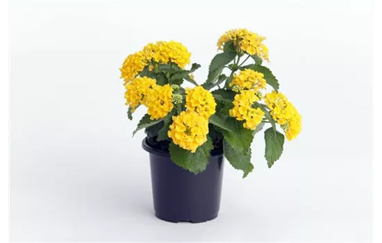 Lantana camara, gelb