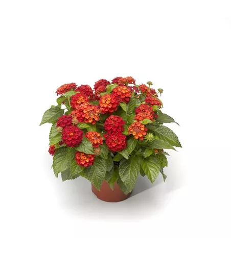 Lantana camara, rot