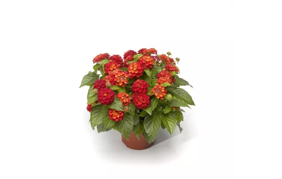 Lantana camara, rot