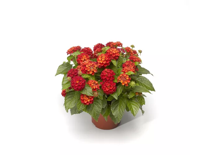 Lantana camara, rot