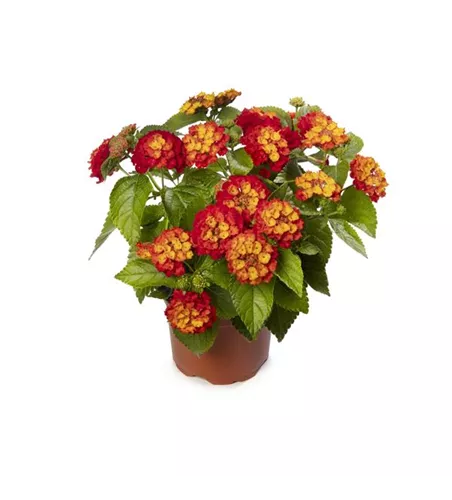 Lantana camara ´Bandana Rot´