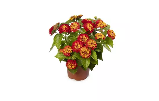 Lantana camara ´Bandana Rot´
