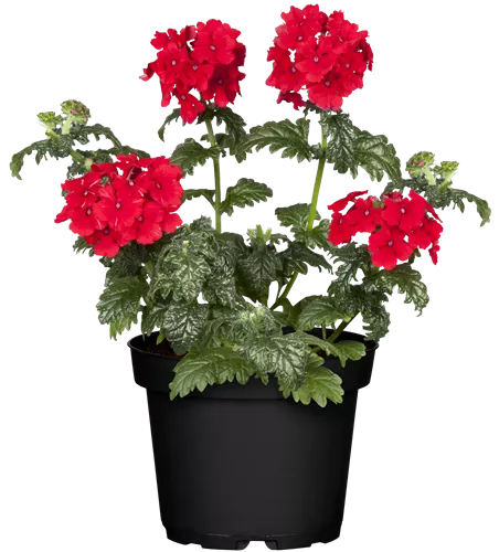 Verbena 'Empress Flair Red'
