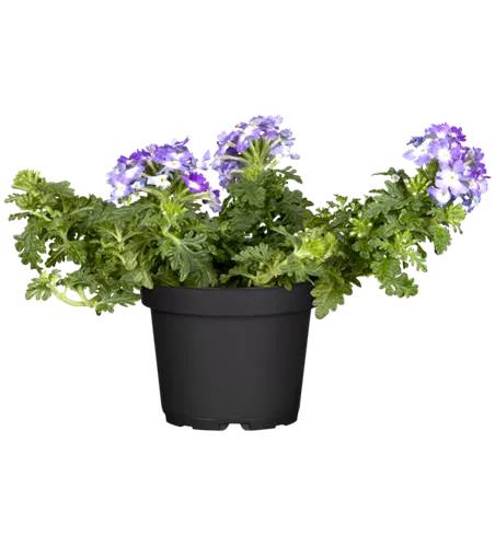 Verbena 'Empress Flair Blue Charme'