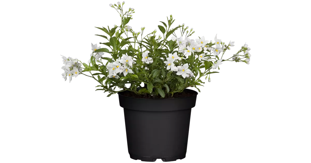 Solanum jasminoides, Jasminbltiger Nachtschatten, Pflanzen Online und vor  Ort kaufen - 1A Garten Ammer