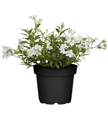 Solanum jasminoides
