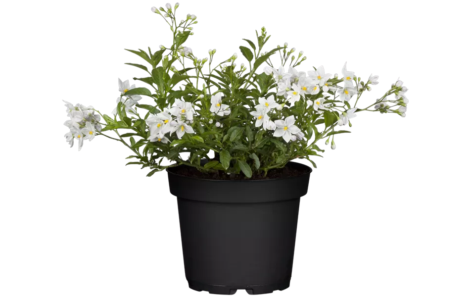 Solanum jasminoides