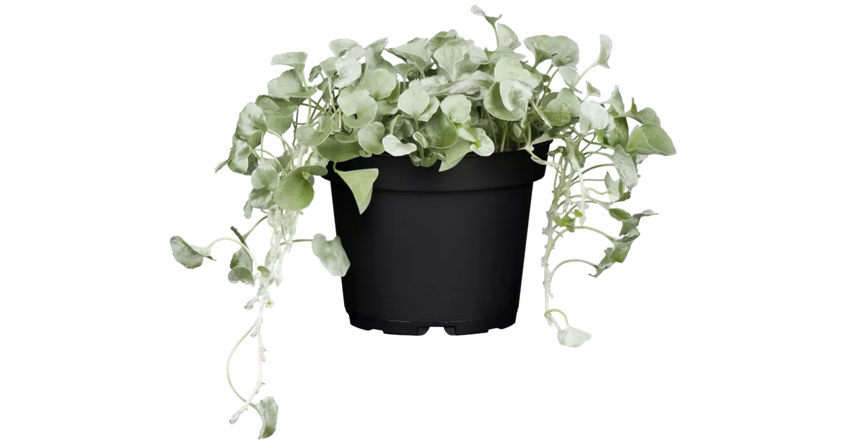rewe beste wahl saatgut Bio-Brunnenkresse  Little Plants