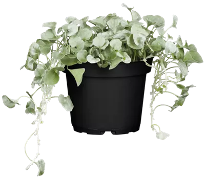 Dichondra argentea