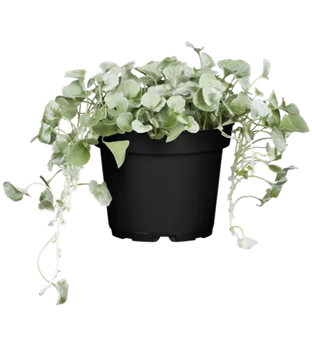 Dichondra argentea