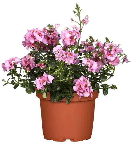 Diascia barberae 'Flying Colors® Upright Appleblos