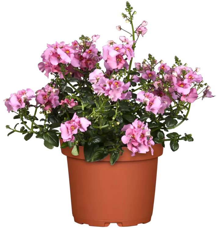 Elfensporn 'Flying Colors® Upright Appleblossom'