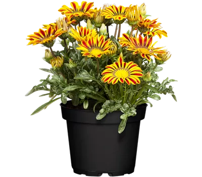 Gazania 'Yellow Flame'