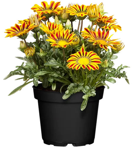 Gazania 'Yellow Flame'