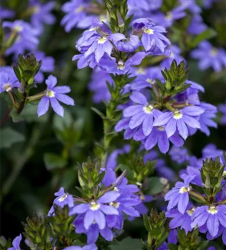 Scaevola aemula, blau