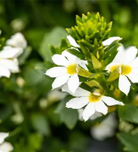 Scaevola aemula, weiß