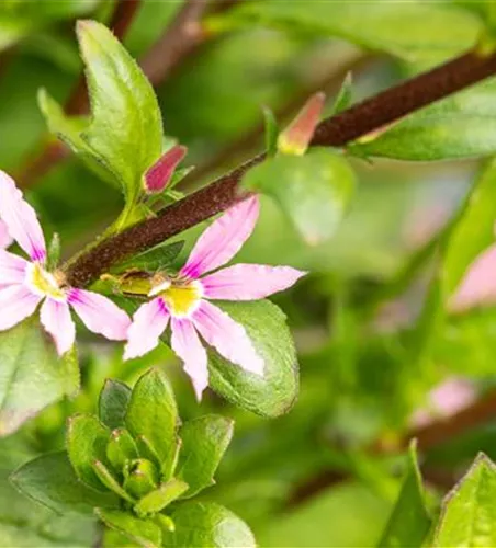 Scaevola aemula, rosa