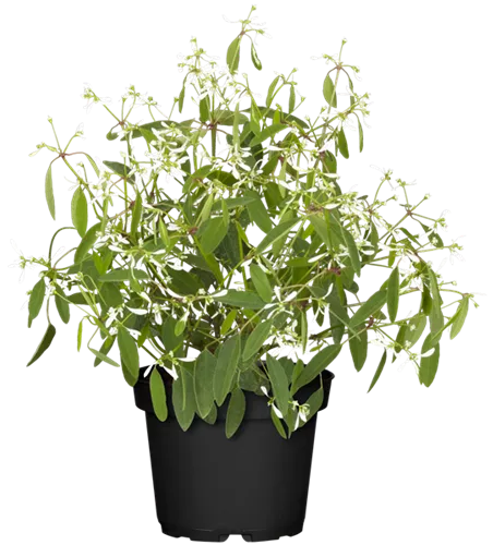 Euphorbia hypericifolia