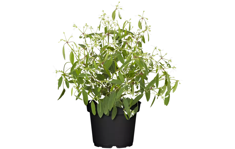 Euphorbia hypericifolia