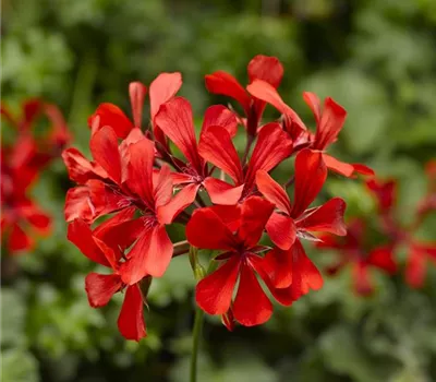 Pelargonium peltatum ´Super Cascade Red´