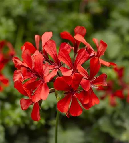 Pelargonium peltatum ´Super Cascade Red´