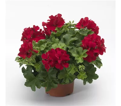 Pelargonium int. ´Calliope Landscape Deep Red´